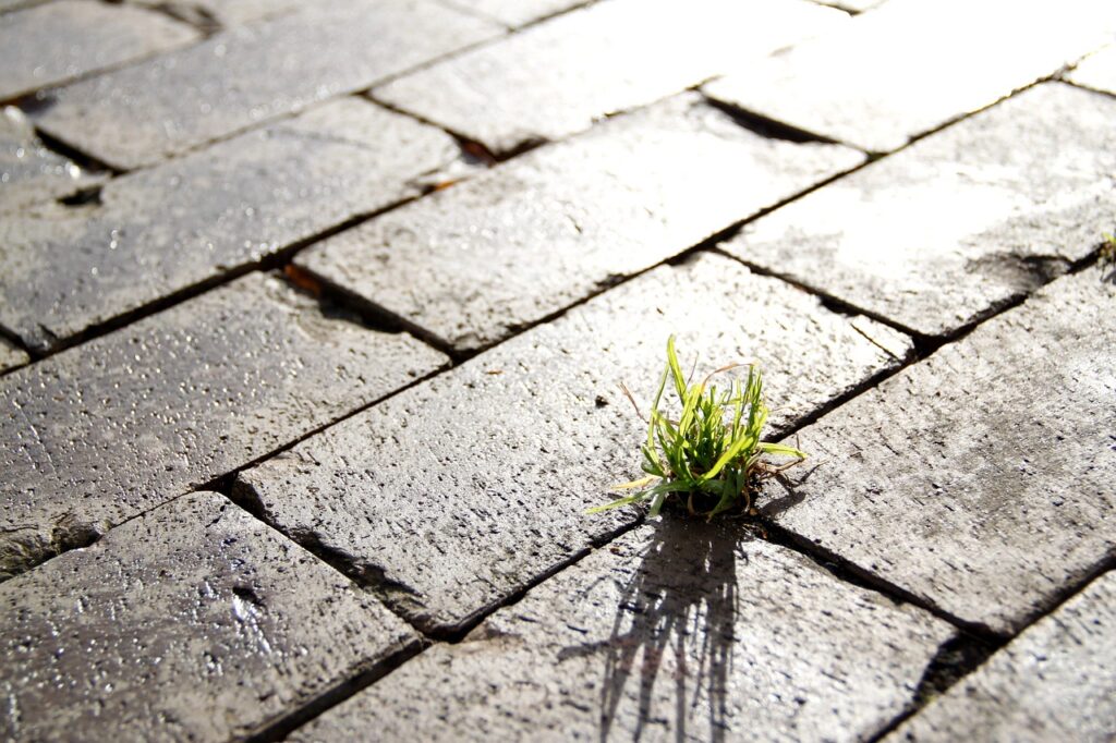 street, grass, sidewalk-675224.jpg